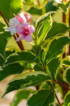 Flowering tree branch with white and pink large flowers