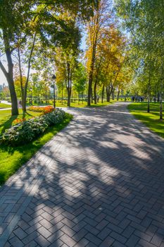 alley with decorative bushes and yellowed trees