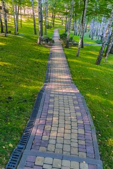 benches near a narrow path lined with tiles in a green park planted by birches