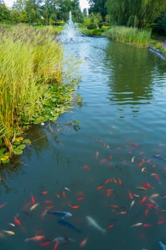 Green transparent pond with colorful fish against the background of huge water lilies and high fountains in the distance