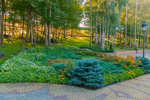 flower bed with blue fur-trees on a background of a birch grove