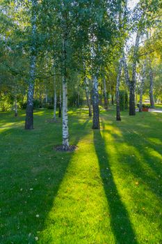 birch grove with a cluster of young and old trees on the green grass through which the sun shines