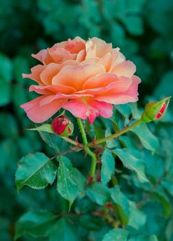 A charming rose flower with delicate petals on a thin stem with spines and bright green leaves. A wonderful aroma of which will not leave anyone indifferent.