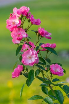 branch with beautiful flowers of a tea rose