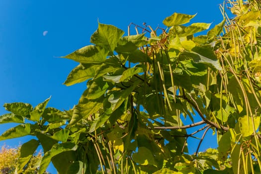 An unusual tree with large leaves and branches with bunches of green oblong plants