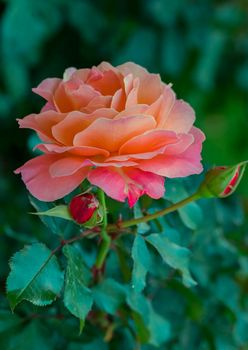 Blooming lush pink rose on a branch with green leaves and thorns