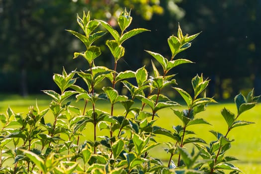 Spring bush with bright, juicy, green leaves, which have recently blossomed