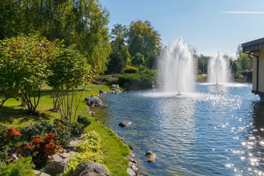 The bush of a flowering orange quince on an alpine flowerbed with hosts near a lake with fountains. Mezhygirya Ukraine