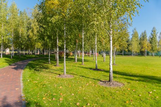 A large green park with paths lined with tiles and a lot of young birch trees