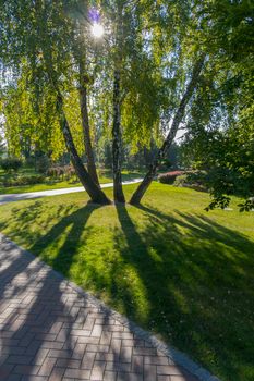 a grouping of four birch trees in a park through which sunlight shines on green grass