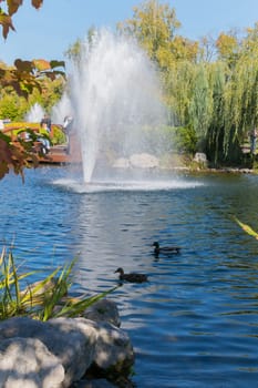 Ducks floating in a pond on the background of a beautiful fountain with clear water with green willows growing on the beach, their branches bent down.