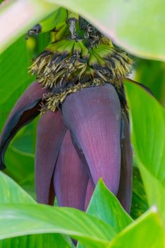 Mysterious petals of plum color hiding between the green leaves of the flower. Leaned down like a heavy weight.