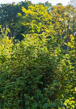 An unusual decorative plant with green leaves and yellow tips against the background of tall trees