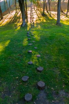 a path of tree stumps in the forest