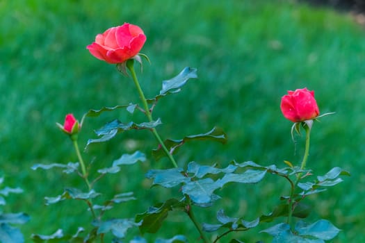 Three pink roses at different stages of flowering among the greenery