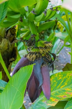 A close-up photo of a banana branch with ripe and still green fruits