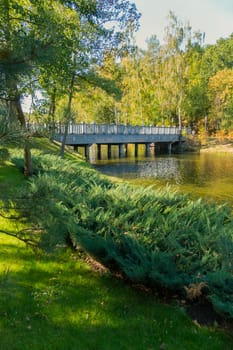 interesting bushes growing on the banks of the river reaching the bridge that leads to the birch grove