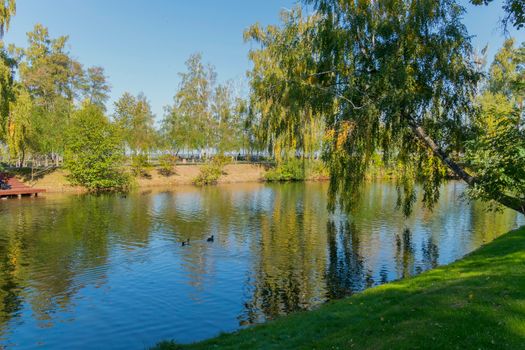 Ducks floating from the picturesque shore with green grass growing in the shade of a tree bent over the water.