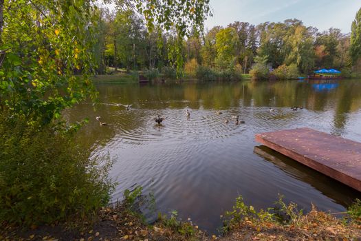 Waterfowl ducks in the middle of the lake near the shore with a small wooden pier