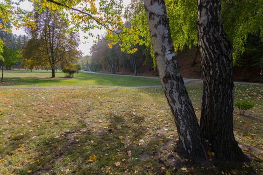 high birch on the background of the park avenue