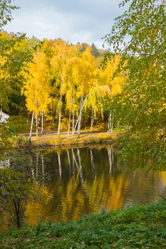 golden white birch trees reflect their image in the park's lake