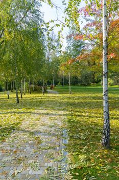 sprinkled with fallen leaves in a park running between birches