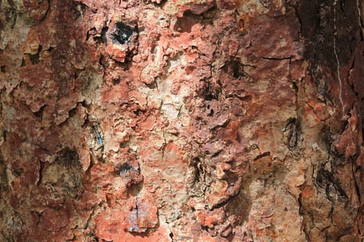 Close - up of textured bark of a tropical tree