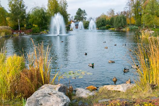 fountains over a lake with ducks in a beautiful autumn park. Mezhigirya Ukraine