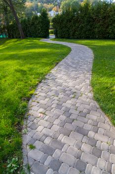 cobbled path on the background of a hedge of tui