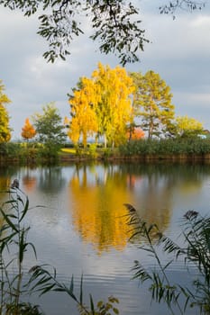 a splendid autumn landscape of trees dressed in yellow foliage