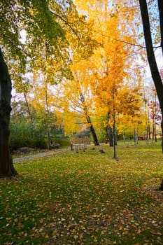 A beautiful view in a park with birches dressed in autumn golden dresses and fallen leaves on still green grass.