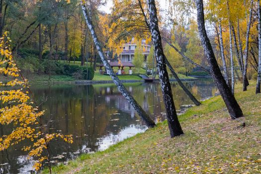 on the gentle slope of the shore of the pond beautiful birches put on their autumn yellow leaves