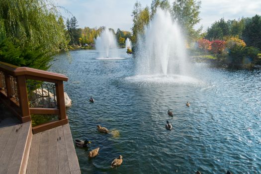 Floating in anticipation of food from tourists ducks near the shore of the pond on the background of luxurious transparent fountains and beautiful flowers growing in the flower beds.