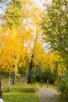 small lanterns near the alley in the park under high birch with golden leaves