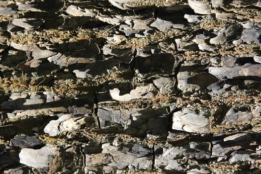 Close - up of textured bark of a tropical tree