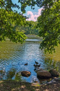 Ducks near the shore cleaning their feathers next to the stones with a beautiful view through the foliage of the trees to a clear blue sky and white clouds.