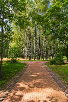 White trunks of a green birch grove and a beautiful walkway led out to them from a tile