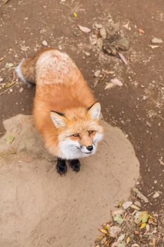 Red fox waiting for food