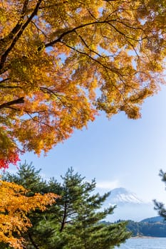 Mt.Fuji in autumn