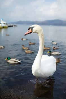 Swan and duck on the lake