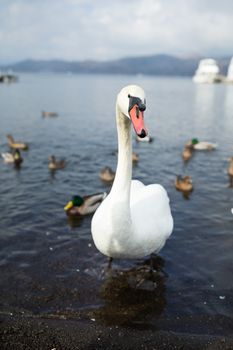 Swan with duck