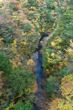 Autumn forest landscape