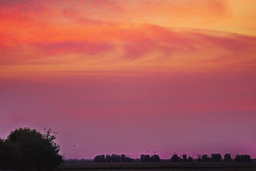 Beautiful pink evening sunset on a background of a field with large deciduous trees