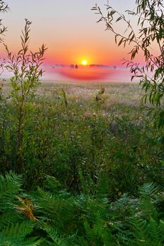 Dawn on a green meadow with grass covered with droplets of dew. Morning haze and the sun rising from the horizon in the distance.