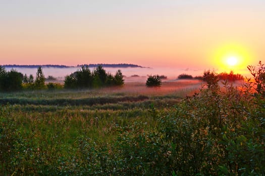 Morning green misty field in the rays of the bright golden rising sun