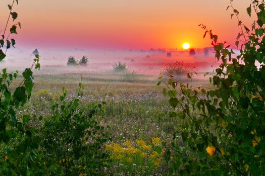 A chic landscape of an evening meadow with beautiful wildflowers and a red disc of sun sitting behind the trees on the horizon line.