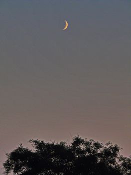 lonely moon of haze on a violet sky over a thick tree crown