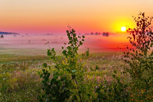 Charming sunset against the backdrop of a green misty evening field