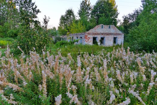 High green grass near the apple tree with fresh fruits on the background of the destroyed old brick house