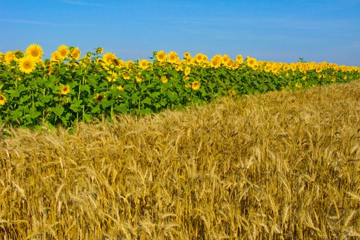 The field of golden ears of wheat borders on the field of yellow, bright sunflowers and the horizon of the blue sky